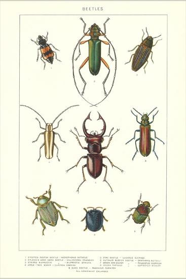 'Various Kinds of Beetles' Art Print | Art.com