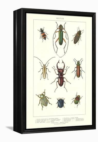 Various Kinds of Beetles-null-Framed Stretched Canvas