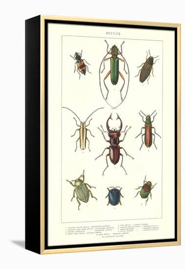 Various Kinds of Beetles-null-Framed Stretched Canvas