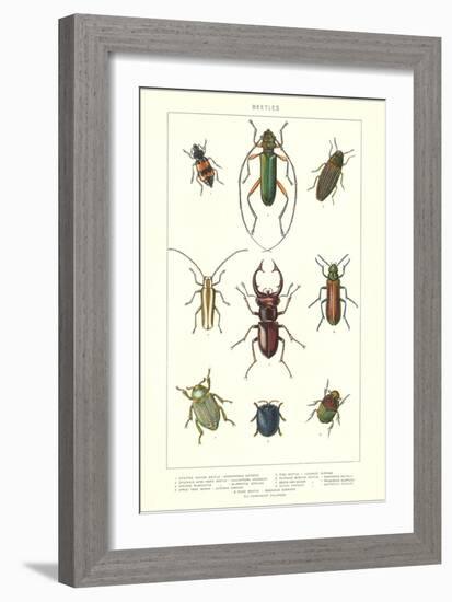 Various Kinds of Beetles-null-Framed Art Print