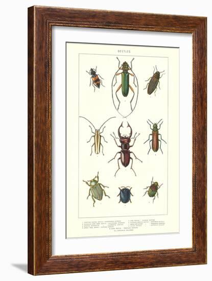 Various Kinds of Beetles-null-Framed Art Print