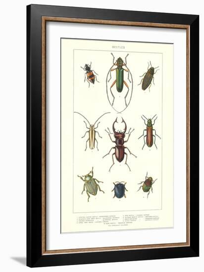 Various Kinds of Beetles-null-Framed Art Print