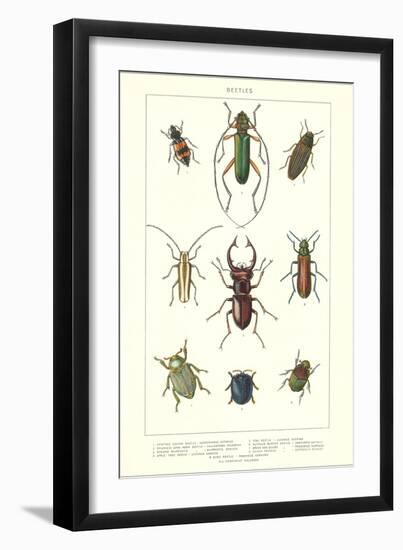 Various Kinds of Beetles-null-Framed Art Print