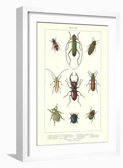 Various Kinds of Beetles-null-Framed Art Print