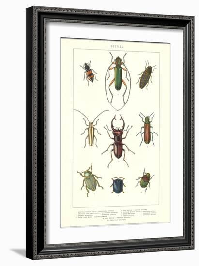 Various Kinds of Beetles-null-Framed Art Print