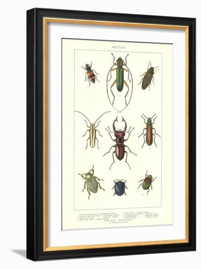 Various Kinds of Beetles-null-Framed Art Print