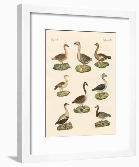 Various Kinds of Geese-null-Framed Giclee Print