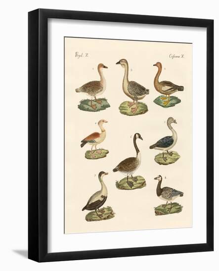 Various Kinds of Geese-null-Framed Giclee Print