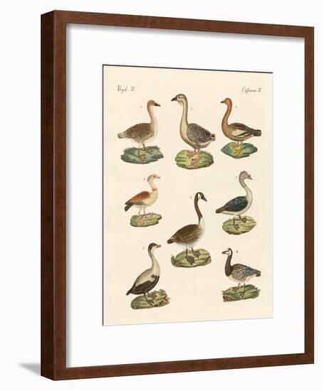 Various Kinds of Geese-null-Framed Giclee Print