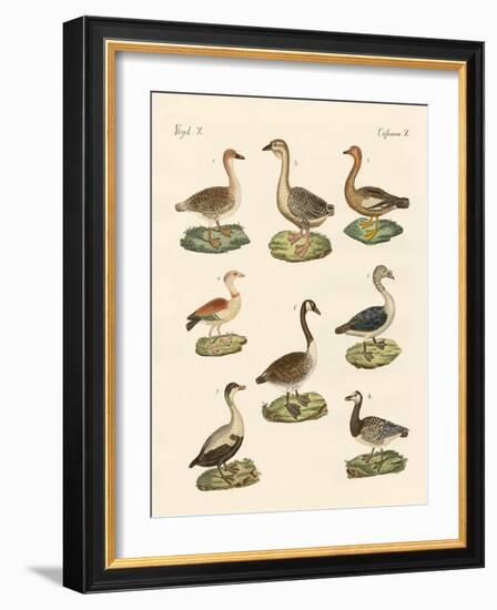 Various Kinds of Geese-null-Framed Giclee Print