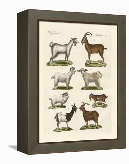 Various Kinds of Goats and Bucks-null-Framed Premier Image Canvas