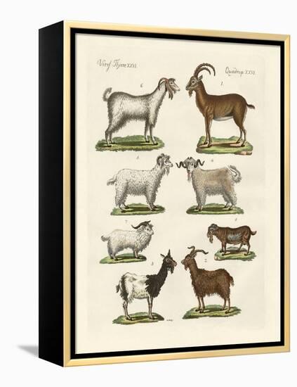 Various Kinds of Goats and Bucks-null-Framed Premier Image Canvas