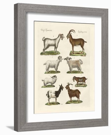 Various Kinds of Goats and Bucks-null-Framed Giclee Print