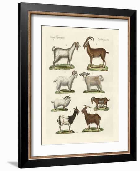 Various Kinds of Goats and Bucks-null-Framed Giclee Print
