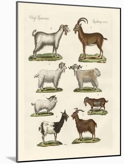 Various Kinds of Goats and Bucks-null-Mounted Giclee Print
