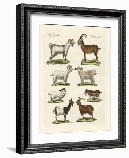 Various Kinds of Goats and Bucks-null-Framed Giclee Print