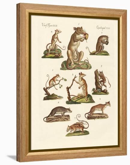 Various Kinds of Marsupials-null-Framed Premier Image Canvas