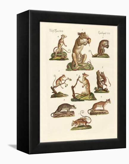 Various Kinds of Marsupials-null-Framed Premier Image Canvas