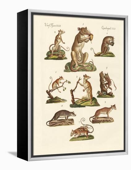 Various Kinds of Marsupials-null-Framed Premier Image Canvas