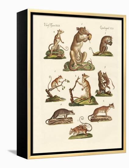 Various Kinds of Marsupials-null-Framed Premier Image Canvas