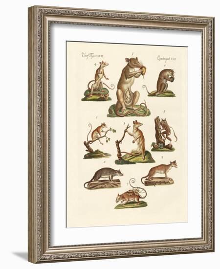 Various Kinds of Marsupials-null-Framed Giclee Print