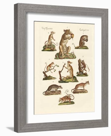 Various Kinds of Marsupials-null-Framed Giclee Print