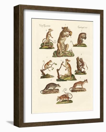 Various Kinds of Marsupials-null-Framed Giclee Print