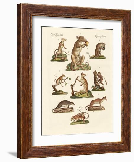 Various Kinds of Marsupials-null-Framed Giclee Print