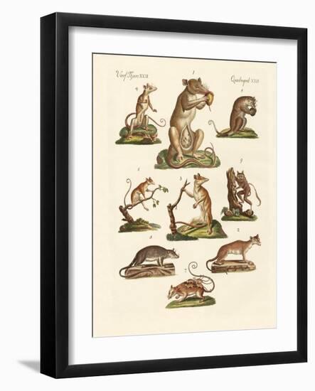 Various Kinds of Marsupials-null-Framed Giclee Print