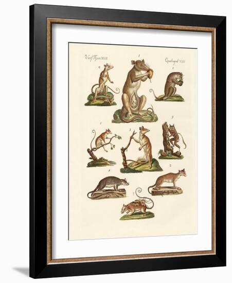 Various Kinds of Marsupials-null-Framed Giclee Print