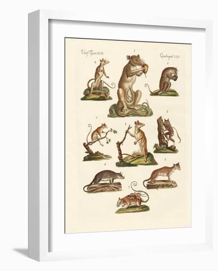 Various Kinds of Marsupials-null-Framed Giclee Print