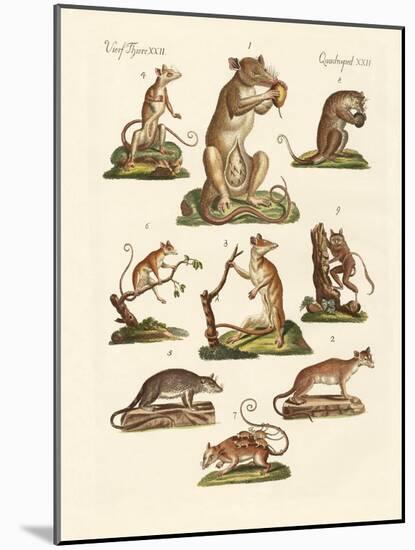 Various Kinds of Marsupials-null-Mounted Giclee Print