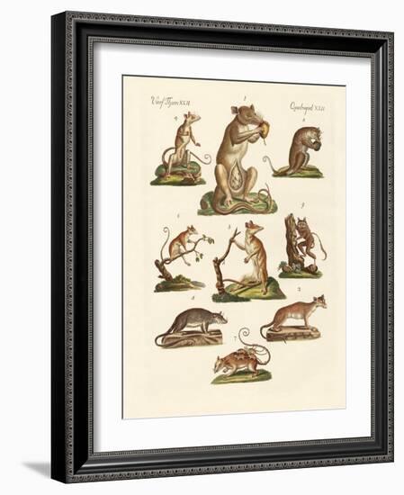 Various Kinds of Marsupials-null-Framed Giclee Print