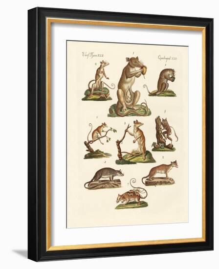 Various Kinds of Marsupials-null-Framed Giclee Print