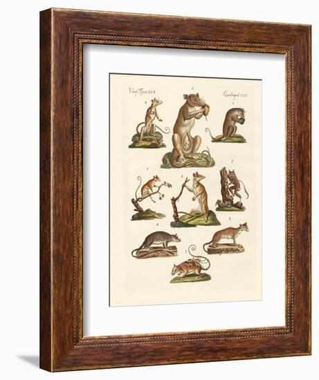 Various Kinds of Marsupials-null-Framed Giclee Print