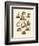 Various Kinds of Marsupials-null-Framed Giclee Print