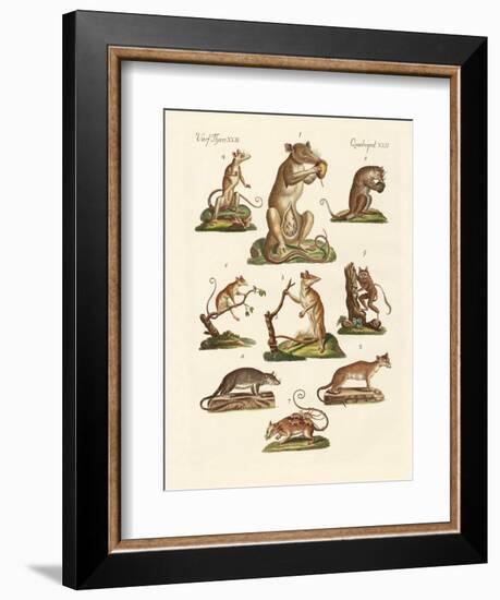 Various Kinds of Marsupials-null-Framed Giclee Print