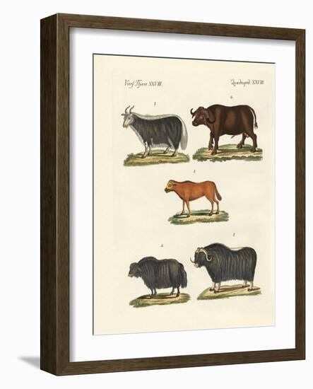 Various Kinds of Oxen-null-Framed Giclee Print