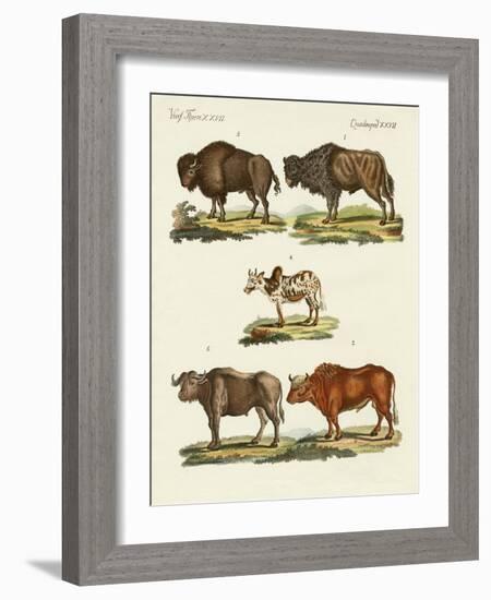 Various Kinds of Oxen-null-Framed Giclee Print