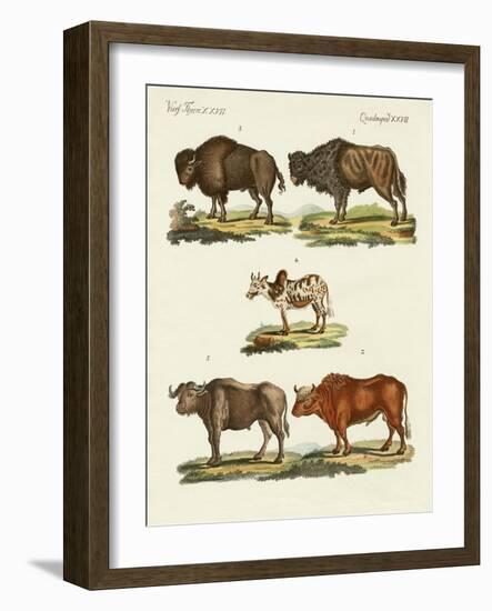 Various Kinds of Oxen-null-Framed Giclee Print