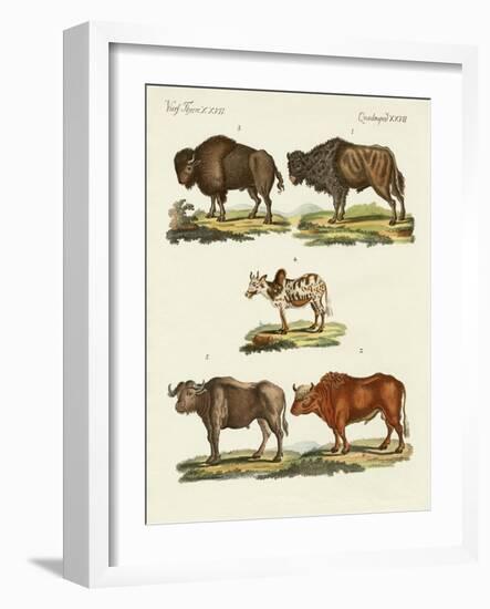 Various Kinds of Oxen-null-Framed Giclee Print