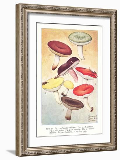 Various Mushrooms-null-Framed Art Print