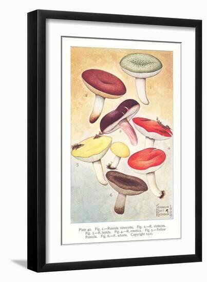 Various Mushrooms-null-Framed Art Print