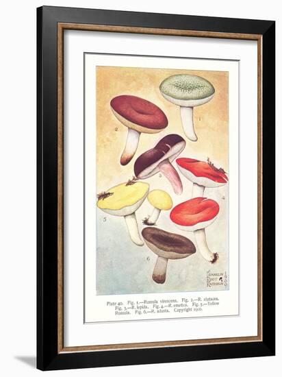 Various Mushrooms-null-Framed Art Print