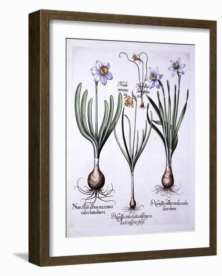 Various Narcissi, from 'Hortus Eystettensis', by Basil Besler (1561-1629), Pub. 1613 (Hand Coloured-German School-Framed Giclee Print