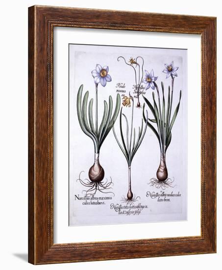 Various Narcissi, from 'Hortus Eystettensis', by Basil Besler (1561-1629), Pub. 1613 (Hand Coloured-German School-Framed Giclee Print