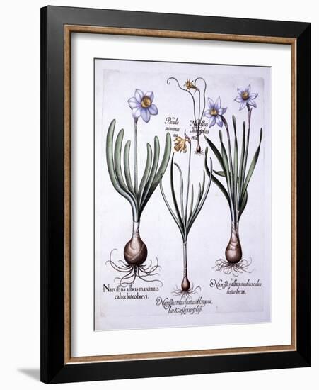 Various Narcissi, from 'Hortus Eystettensis', by Basil Besler (1561-1629), Pub. 1613 (Hand Coloured-German School-Framed Giclee Print