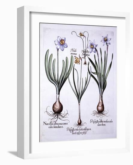 Various Narcissi, from 'Hortus Eystettensis', by Basil Besler (1561-1629), Pub. 1613 (Hand Coloured-German School-Framed Giclee Print