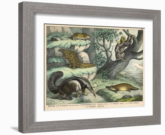 Various Quadrupeds: Giant Anteater, Brown Platypus, Pangolin, Armadillo, and Three-Toed Sloth-null-Framed Art Print