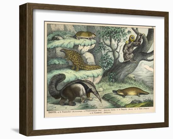 Various Quadrupeds: Giant Anteater, Brown Platypus, Pangolin, Armadillo, and Three-Toed Sloth-null-Framed Art Print